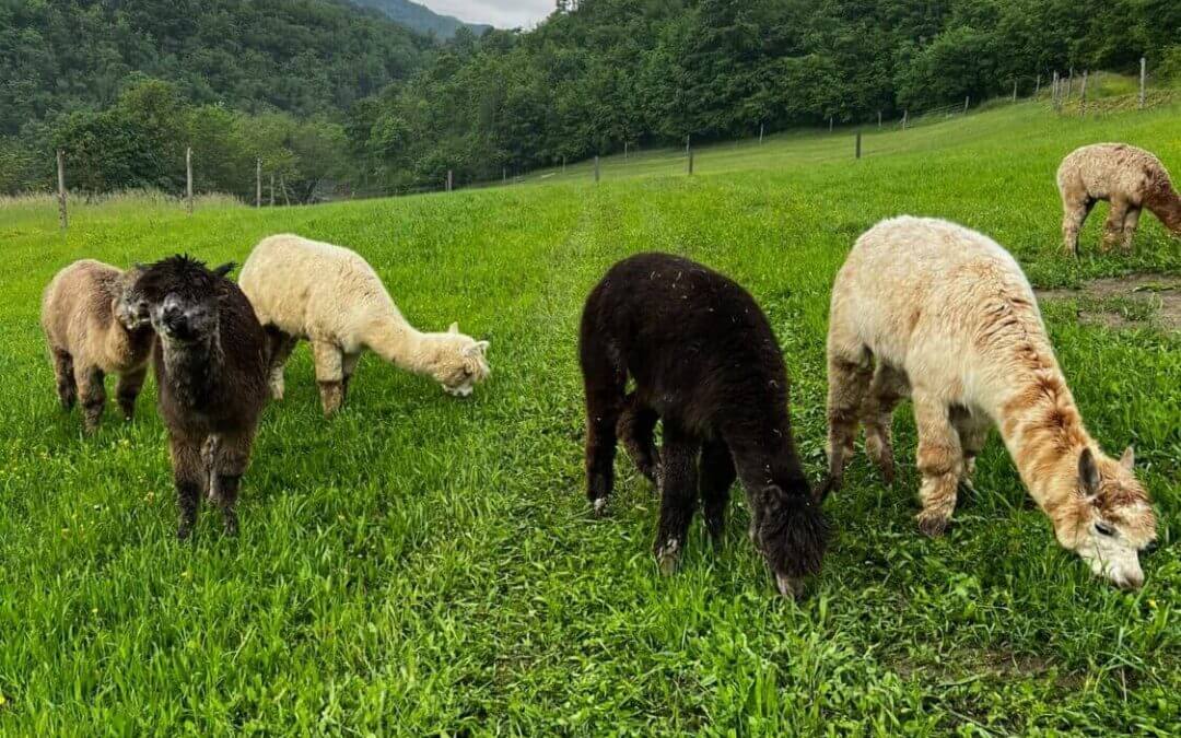 Alpaca Experience & La Pietra escursione del 27 Maggio 2023