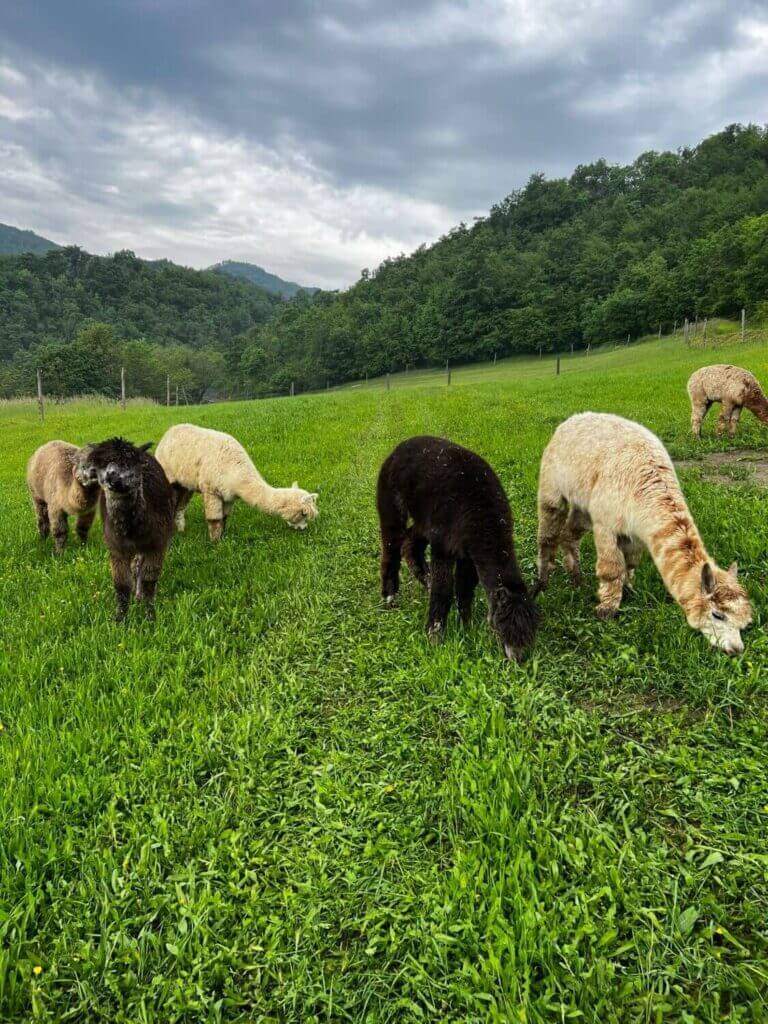 Alpaca Experience & La Pietra escursione del 27 Maggio 2023