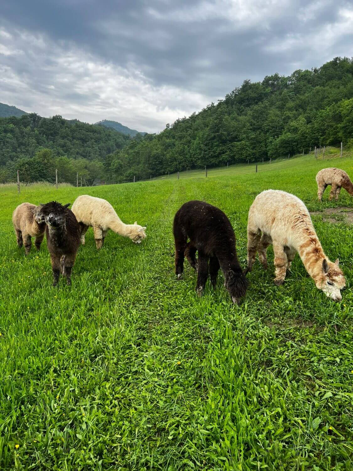 Alpaca Experience & La Pietra escursione del 27 Maggio 2023
